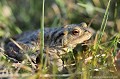 <br><br>Nom anglais : Common toad<br>
Les sites de reproduction du Crapaud commun se trouvent parfois à plusieurs kilomètres. Bon marcheur, il avance de quelques dizaines de mètres par heure, et mettra en moyenne trois semaines pour rejoindre le milieu aquatique.
<br><br>Photo réalisée en France, dans l'Allier (Auvergne)
<br><br> Crapaud commun
Bufo bufo
Common toad
Auvergne
Allier
reproduction
aquatique
milieu
marcheur
 